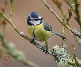 Blue Tit 8R84D-01